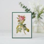 Redoute Roos één stoom Briefkaart (Staand voorkant)
