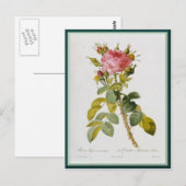 Redoute Roos één stoom Briefkaart (Voorkant / Achterkant)