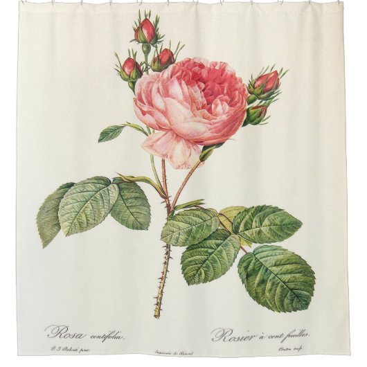 Redoute Rosa Centifolia Douchegordijn (Voorkant)