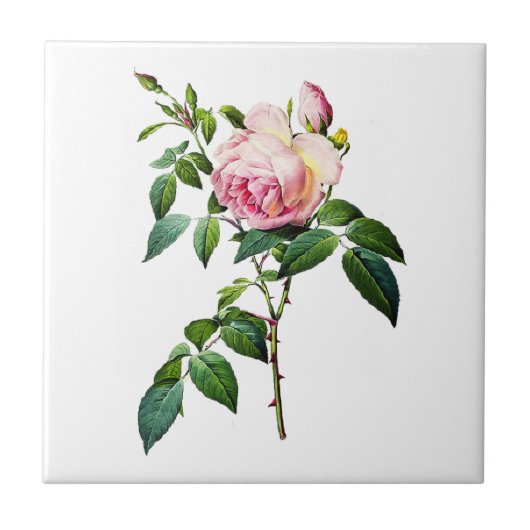 Redoute Roze Rozen Tegeltje (Voorkant)