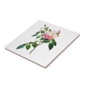 Redoute Roze Rozen Tegeltje (Zijkant)