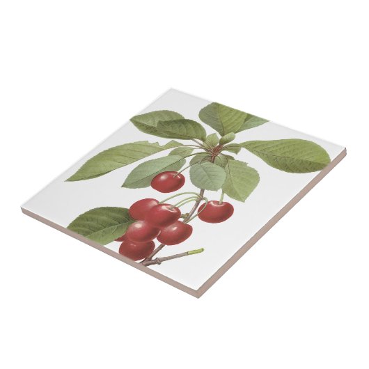 Redoutés' Royal Cherry Tegeltje (Zijkant)