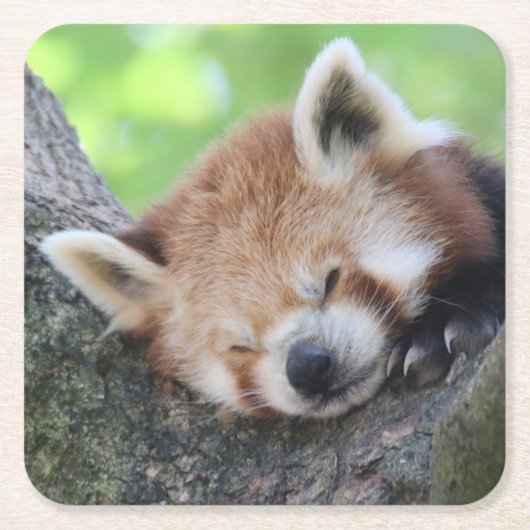 RedPanda20150705 Kartonnen Onderzetters (Voorkant)