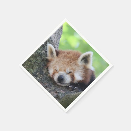 RedPanda20150705 Servet (Hoek)
