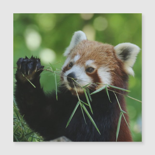 RedPanda 002 (Voorkant)