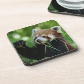 RedPanda 002 Bier Onderzetter (Linkerzijde)