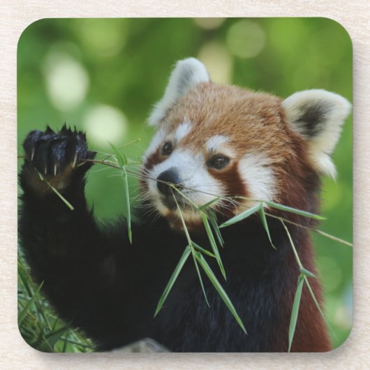 RedPanda 002 Bier Onderzetter (Voorkant)