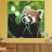 RedPanda 002 Canvas Afdruk (Insitu (Woonkamer))