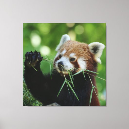 RedPanda 002 Canvas Afdruk (Voorkant)