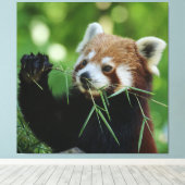 RedPanda 002 Canvas Afdruk (Insitu (Houten vloer))