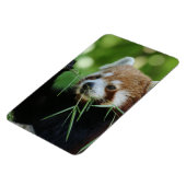 RedPanda 002 Magneet (Linkerzijde)