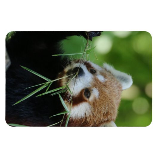 RedPanda 002 Magneet (Horizontaal)