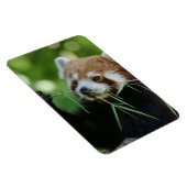 RedPanda 002 Magneet (Rechterzijde)
