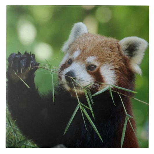 RedPanda 002 Tegeltje (Voorkant)