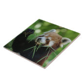 RedPanda 002 Tegeltje (Zijkant)