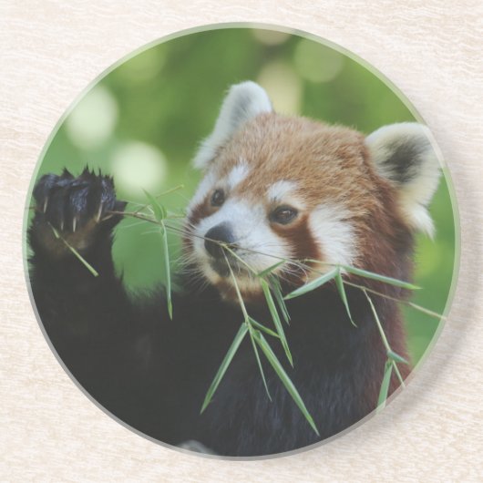 RedPanda 002 Zandsteen Onderzetter (Voorkant)