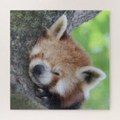 RedPanda 2020-03-02 Legpuzzel (Horizontaal)