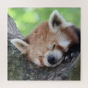 RedPanda 2020-03-02 Legpuzzel