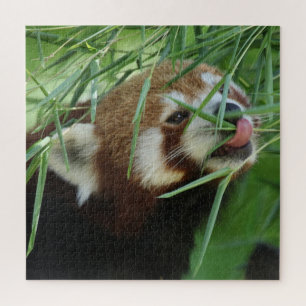 RedPanda 2020-03-03 Legpuzzel