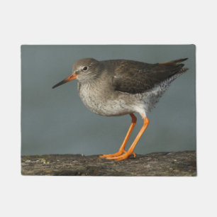 Redshank Tringa Totanus Deurmat