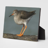 Redshank | Tringa Totanus Fotoplaat (Zijkant)