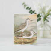 "Redshank"  vogelillustratie Briefkaart (Staand voorkant)