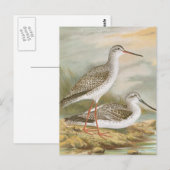 "Redshank"  vogelillustratie Briefkaart (Voorkant / Achterkant)