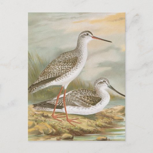 "Redshank"  vogelillustratie Briefkaart (Voorkant)