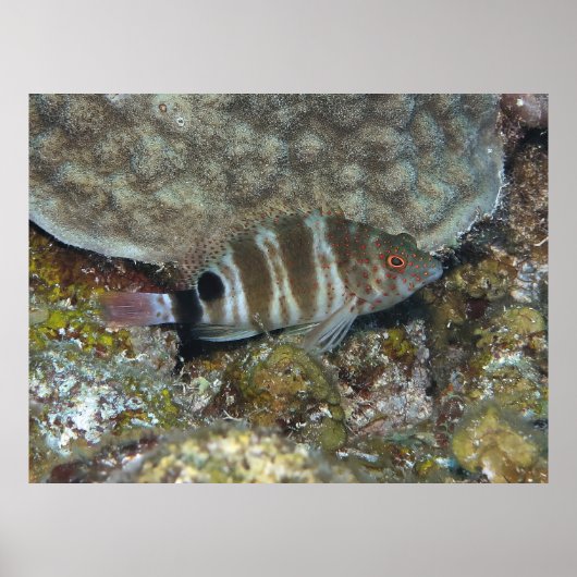 Redspotvis Poster (Voorkant)