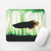 Redtail Golden Arowana Muismat (Met muis)