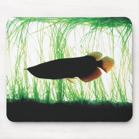 Redtail Golden Arowana Muismat (Voorkant)