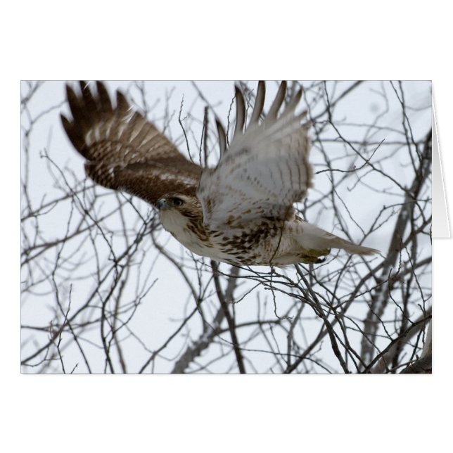Redtail Hawk (Voorkant Horizontaal)