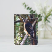 Redtail Hawk op Branch Briefkaart (Staand voorkant)