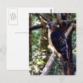 Redtail Hawk op Branch Briefkaart (Voorkant / Achterkant)