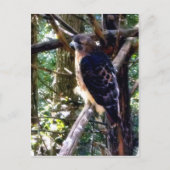 Redtail Hawk op Branch Briefkaart (Voorkant)