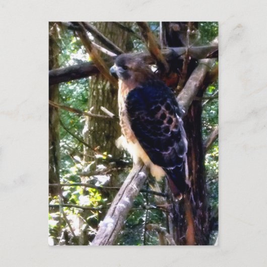 Redtail Hawk op Branch Briefkaart (Voorkant)