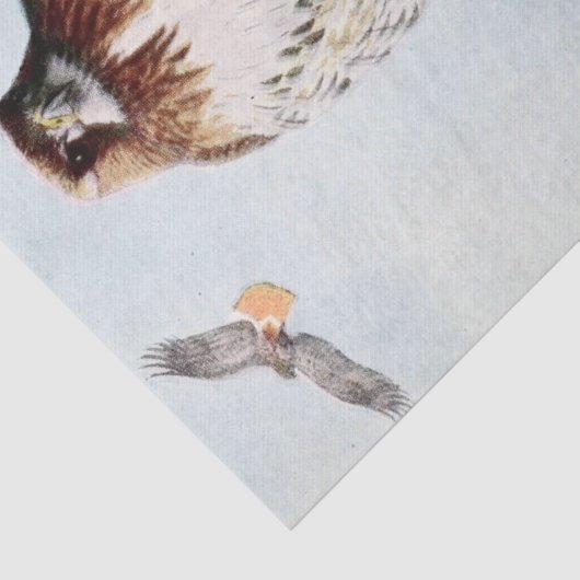  Redtail Hawk waterverf Tissuepapier (Detail)