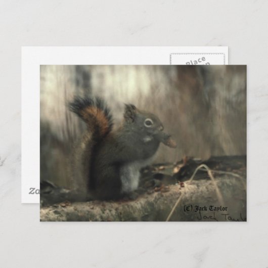 Redtail Squirrel 01 Briefkaart (Voorkant / Achterkant)