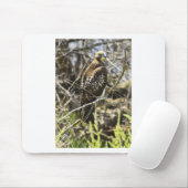 Redtailed Hawk Muismat (Met muis)