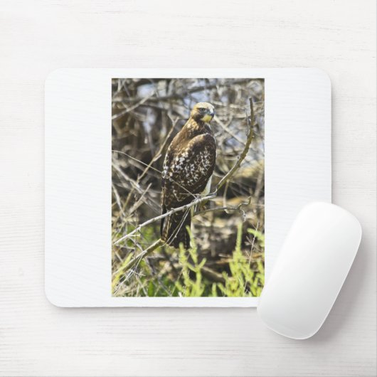 Redtailed Hawk Muismat (Met muis)