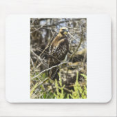 Redtailed Hawk Muismat (Voorkant)