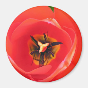 RedTulip Magneet