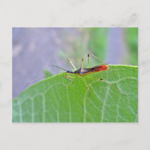 Reduviid Assassin Bug Briefkaart