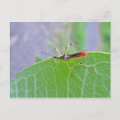 Reduviid Assassin Bug Briefkaart (Voorkant)