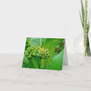 Reduviid Assassin Bug Note Kaart