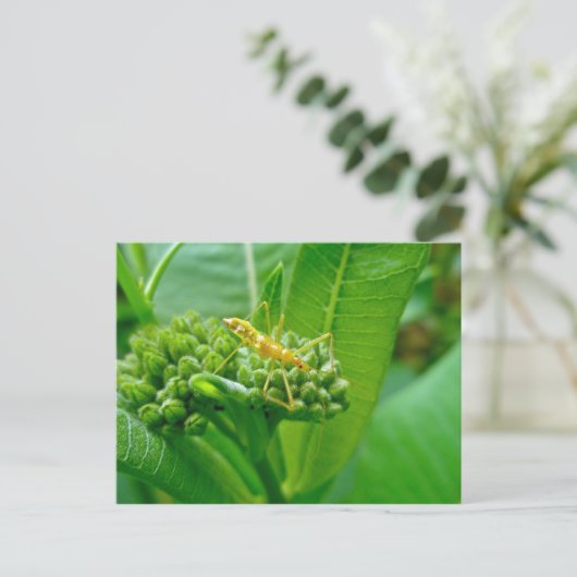 Reduviid Bug op Briefkaart van Milkweed (Staand voorkant)