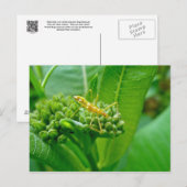 Reduviid Bug op Briefkaart van Milkweed (Voorkant / Achterkant)