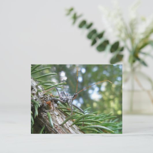 Reduviid op Briefkaart Spruce (Staand voorkant)