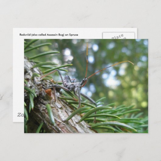 Reduviid op Briefkaart Spruce (Voorkant / Achterkant)