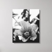 Redvein Abutilon - zwarte en witte foto Canvas Afdruk (Voorkant)